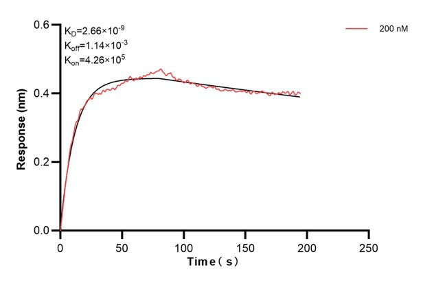 Biolayer interferometry (BLl) kinetic assays of <a class='green' href='/productredirect?CatalogNo=68450-3-Ig' target='_blank'>68450-3-Ig</a> against Human OTUD6B were performed. The affinity constant is 2.66 nM. Affinity and Kinetic Characterization of 68450-3-PBS