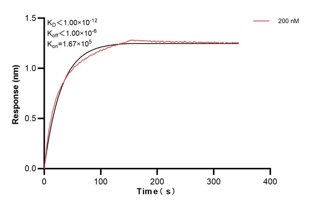Biolayer interferometry (BLl) kinetic assay of <a class='green' href='/productredirect?CatalogNo=68453-1-Ig' target='_blank'>68453-1-Ig</a> against Human FBLN1 was performed. The affinity constant is below 1 pM... Affinity and Kinetic Characterization of 68453-1-Ig
