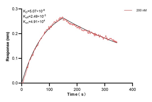 Biolayer interferometry (BLl) kinetic assays of <a class='green' href='/productredirect?CatalogNo=68475-3-Ig' target='_blank'>68475-3-Ig</a> against Human LMNB2 were performed. The affinity constant is 50.7 nM. Affinity and Kinetic Characterization of 68475-3-PBS