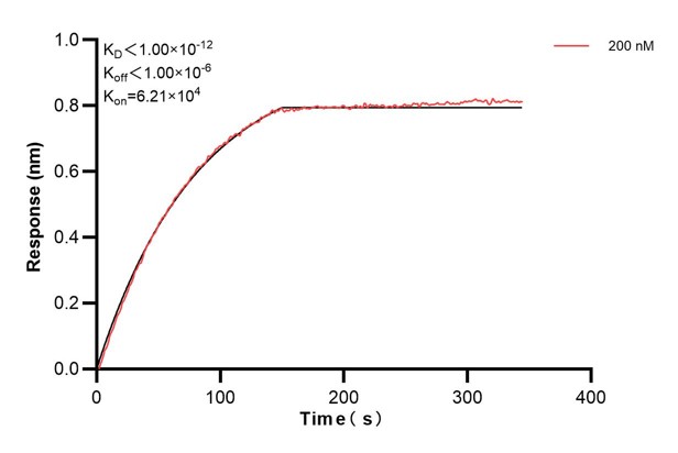 Biolayer interferometry (BLl) kinetic assays of <a class='green' href='/productredirect?CatalogNo=68492-3-Ig' target='_blank'>68492-3-Ig</a> against Human CIAPIN1 were performed. The affinity constant is below 1 pM. Affinity and Kinetic Characterization of 68492-3-PBS