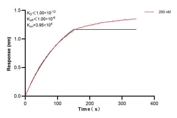 Biolayer interferometry (BLl) kinetic assay of <a class='green' href='/productredirect?CatalogNo=68634-3-Ig' target='_blank'>68634-3-Ig</a> against Human NFE2L1 was performed. The affinity constant is below 1 pM.. Affinity and Kinetic Characterization of 68634-3-PBS