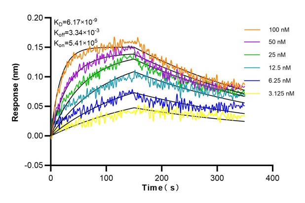 Affinity and Kinetic Characterization of 68750-3-Ig