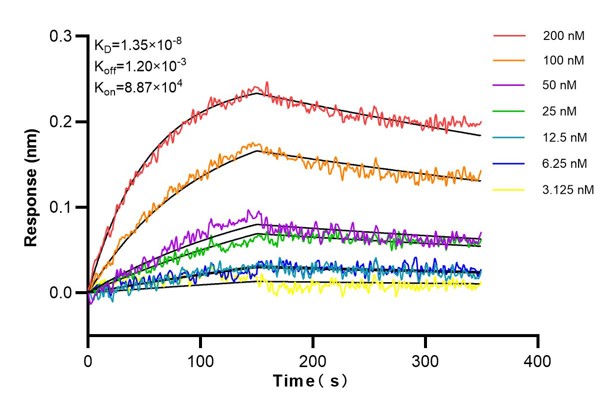 Affinity and Kinetic Characterization of 68767-1-Ig