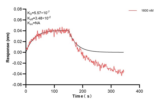 Biolayer interferometry (BLl) kinetic assay of <a class='green' href='/productredirect?CatalogNo=68859-3-Ig' target='_blank'>68859-3-Ig</a> against Human KRT7 was performed. The affinity constant is 557 nM... Affinity and Kinetic Characterization of 68859-3-PBS
