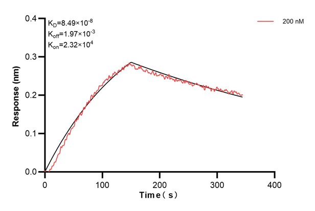 Biolayer interferometry (BLl) kinetic assays of <a class='green' href='/productredirect?CatalogNo=68866-1-Ig' target='_blank'>68866-1-Ig</a> against Human TIMM8A were performed. The affinity constant is 84.9 nM. against Human NME1 were performed. The affinity constant is 39.5 nM. Affinity and Kinetic Characterization of 68866-1-PBS
