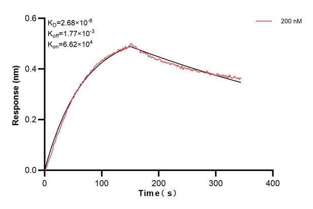 Biolayer interferometry (BLl) kinetic assays of <a class='green' href='/productredirect?CatalogNo=68866-2-Ig' target='_blank'>68866-2-Ig</a> against Human TIMM8A were performed. The affinity constant is 26.8 nM. against Human NME1 were performed. The affinity constant is 39.5 nM. Affinity and Kinetic Characterization of 68866-2-PBS