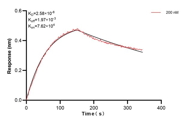 Biolayer interferometry (BLl) kinetic assays of <a class='green' href='/productredirect?CatalogNo=68866-3-Ig' target='_blank'>68866-3-Ig</a> against Human TIMM8A were performed. The affinity constant is 25.8 nM. against Human NME1 were performed. The affinity constant is 39.5 nM. Affinity and Kinetic Characterization of 68866-3-PBS