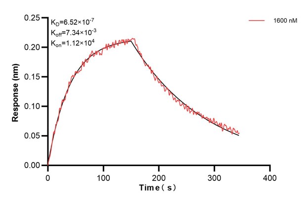 Biolayer interferometry (BLl) kinetic assays of <a class='green' href='/productredirect?CatalogNo=68866-4-Ig' target='_blank'>68866-4-Ig</a> against Human TIMM8A were performed. The affinity constant is 652 nM. against Human NME1 were performed. The affinity constant is 39.5 nM. Affinity and Kinetic Characterization of 68866-4-PBS