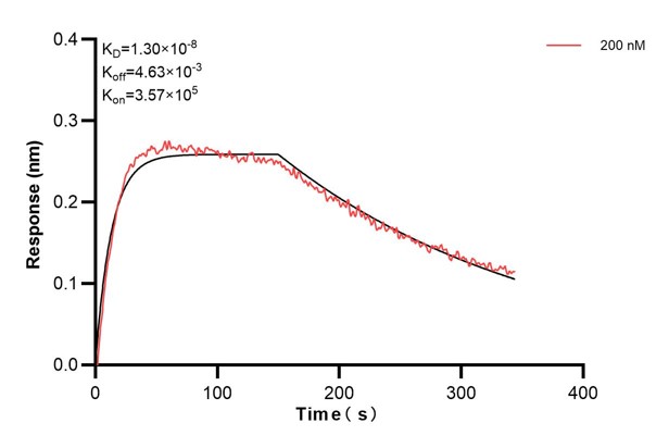 Biolayer interferometry (BLl) kinetic assays of <a class='green' href='/productredirect?CatalogNo=68894-1-Ig' target='_blank'>68894-1-Ig</a> against Human Alpha smooth muscle actin were performed. The affinity constant is 13.0 nM. against Human NME1 were performed. The affinity constant is 39.5 nM. Affinity and Kinetic Characterization of 68894-1-PBS