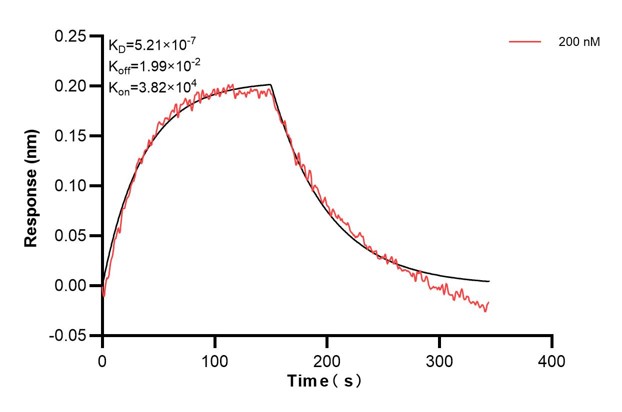 Biolayer interferometry (BLl) kinetic assays of <a class='green' href='/productredirect?CatalogNo=68895-1-Ig' target='_blank'>68895-1-Ig</a> against Human Alpha smooth muscle actin were performed. The affinity constant is 521 nM. against Human NME1 were performed. The affinity constant is 39.5 nM. Affinity and Kinetic Characterization of 68895-1-PBS