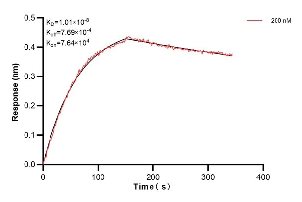 Biolayer interferometry (BLl) kinetic assays of <a class='green' href='/productredirect?CatalogNo=68895-2-Ig' target='_blank'>68895-2-Ig</a> against Human Alpha smooth muscle actin were performed. The affinity constant is 10.1 nM. against Human NME1 were performed. The affinity constant is 39.5 nM. Affinity and Kinetic Characterization of 68895-2-PBS