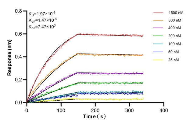 Affinity and Kinetic Characterization of 68897-1-PBS