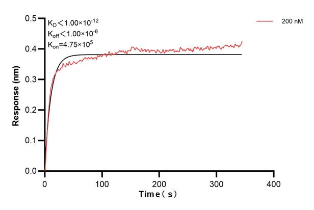 Biolayer interferometry (BLl) kinetic assays of <a class='green' href='/productredirect?CatalogNo=68910-1-Ig' target='_blank'>68910-1-Ig</a> against Human CCDC46 were performed. The affinity constant is below 1 pM. against Human NME1 were performed. The affinity constant is 39.5 nM. Affinity and Kinetic Characterization of 68910-1-PBS