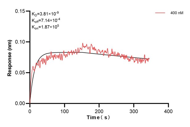 Biolayer interferometry (BLl) kinetic assays of <a class='green' href='/productredirect?CatalogNo=68910-2-Ig' target='_blank'>68910-2-Ig</a> against Human CCDC46 were performed. The affinity constant is 3.81 nM. against Human NME1 were performed. The affinity constant is 39.5 nM. Affinity and Kinetic Characterization of 68910-2-PBS