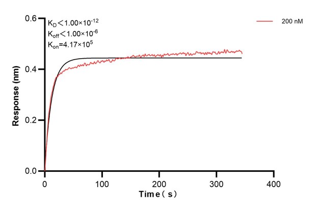 Biolayer interferometry (BLl) kinetic assays of <a class='green' href='/productredirect?CatalogNo=68910-3-Ig' target='_blank'>68910-3-Ig</a> against Human CCDC46 were performed. The affinity constant is below 1 pM. against Human NME1 were performed. The affinity constant is 39.5 nM. Affinity and Kinetic Characterization of 68910-3-PBS