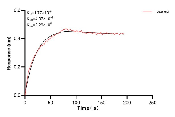 Biolayer interferometry (BLl) kinetic assays of <a class='green' href='/productredirect?CatalogNo=68910-4-Ig' target='_blank'>68910-4-Ig</a> against Human CCDC46 were performed. The affinity constant is 1.77 nM. against Human NME1 were performed. The affinity constant is 39.5 nM. Affinity and Kinetic Characterization of 68910-4-PBS