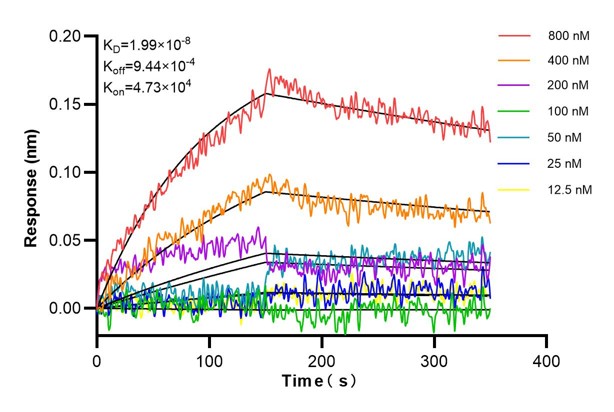 Affinity and Kinetic Characterization of 68981-3-Ig