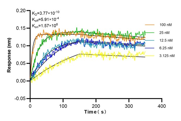 Affinity and Kinetic Characterization of 69018-1-Ig