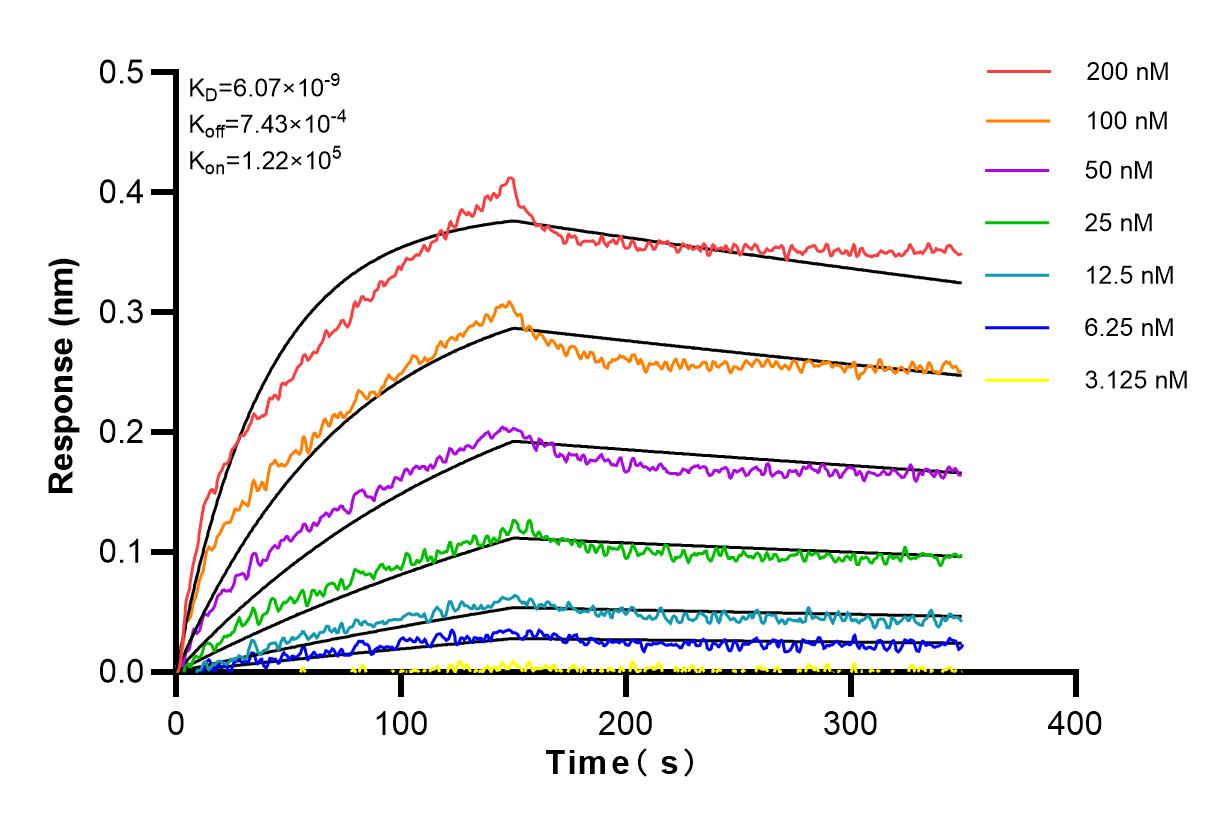 Affinity and Kinetic Characterization of 80017-1-RR