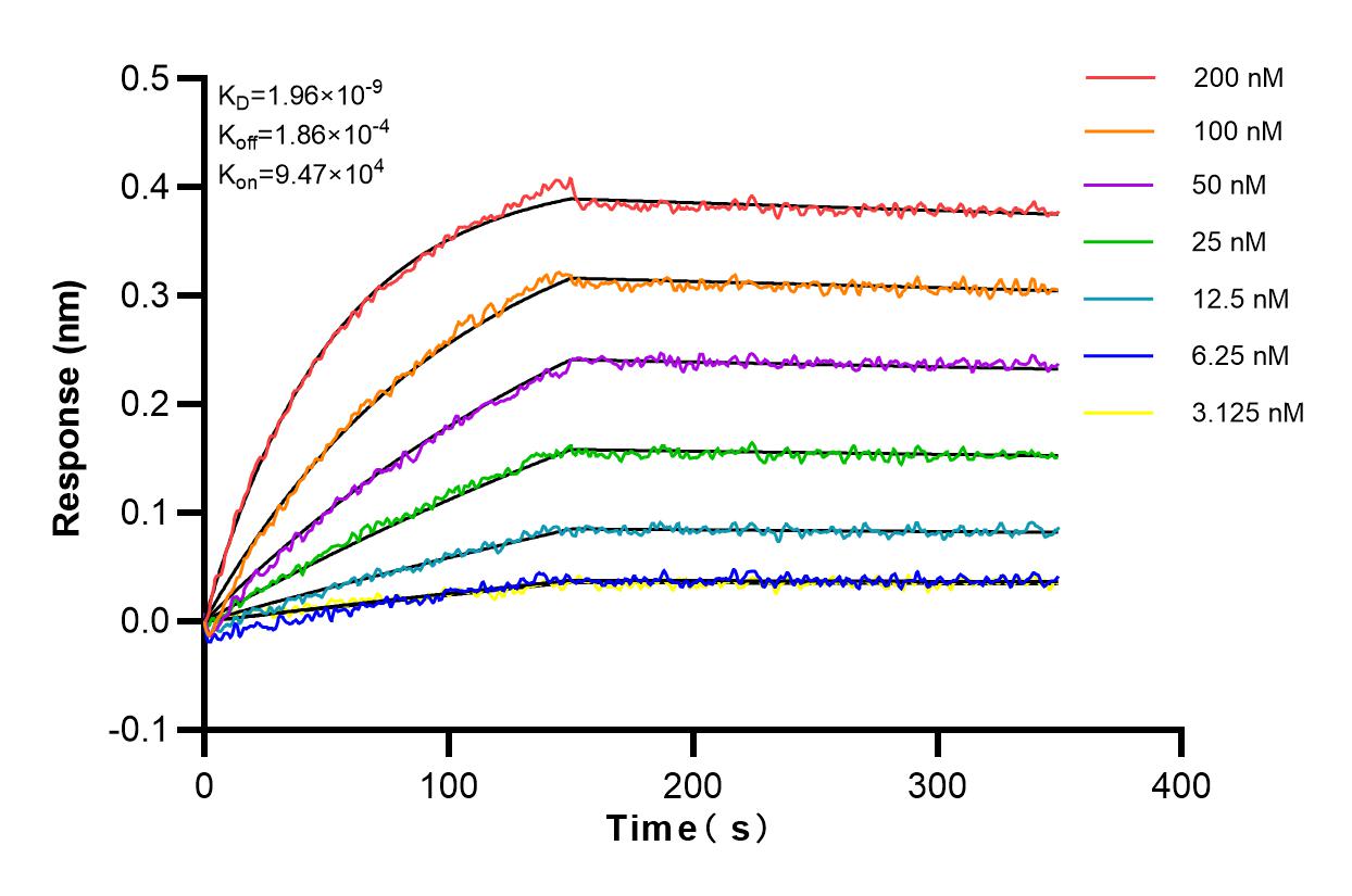 Affinity and Kinetic Characterization of 80234-1-PBS