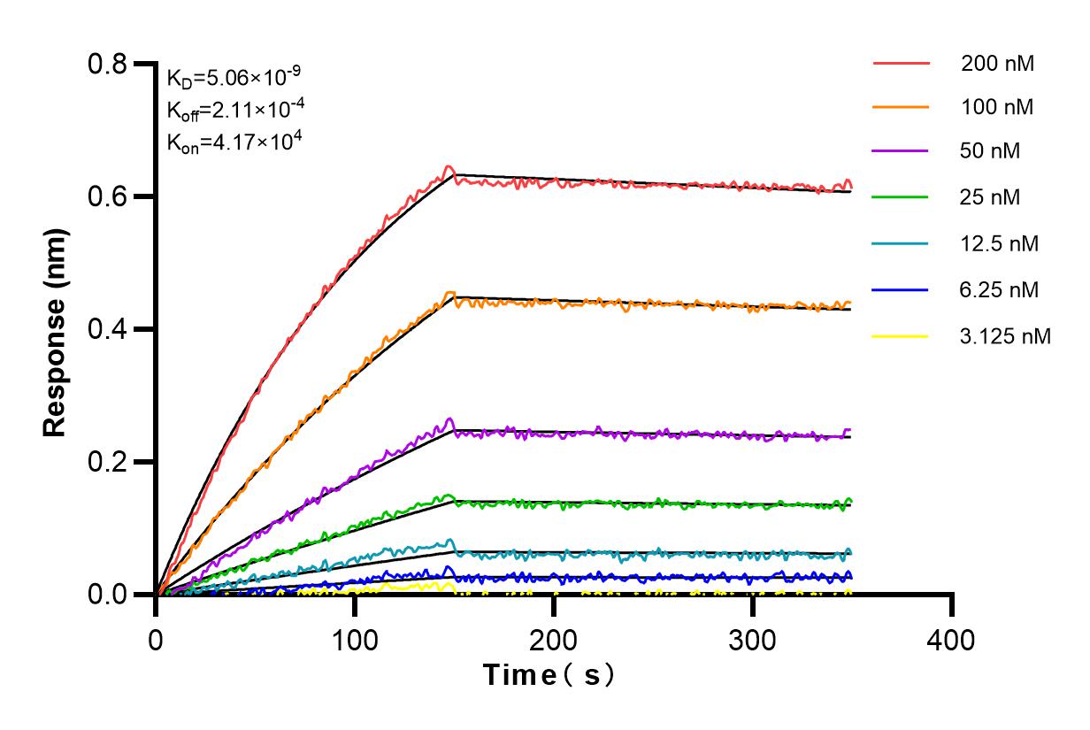 Affinity and Kinetic Characterization of 80313-1-RR