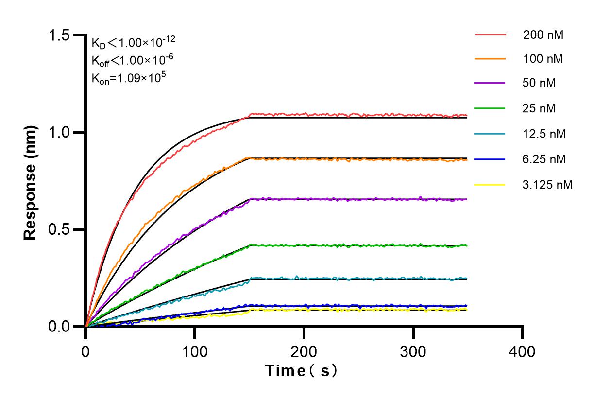 Affinity and Kinetic Characterization of 80541-5-RR