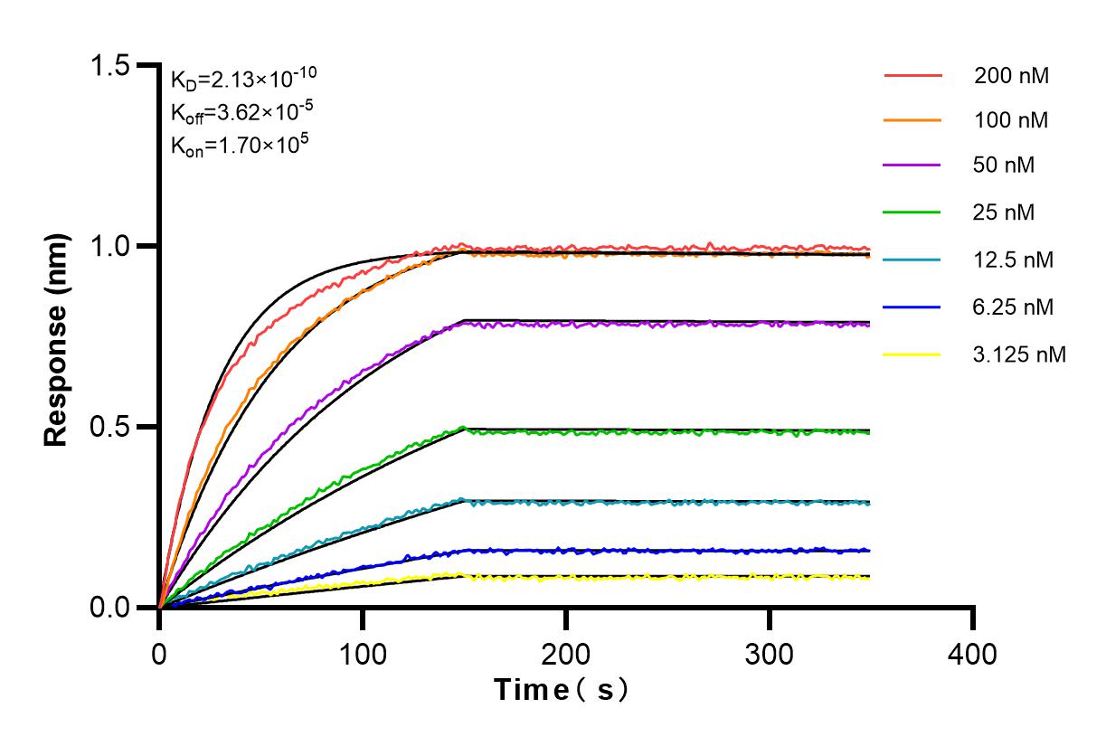 Affinity and Kinetic Characterization of 80541-9-RR
