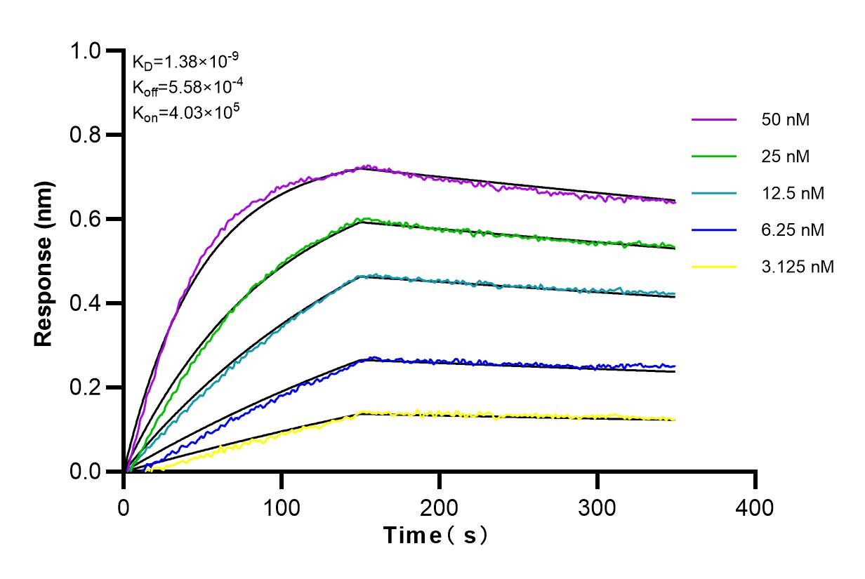 Affinity and Kinetic Characterization of 80721-1-PBS