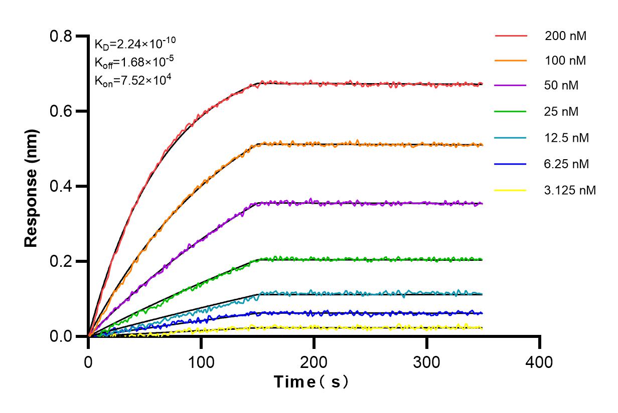 Affinity and Kinetic Characterization of 80744-1-RR