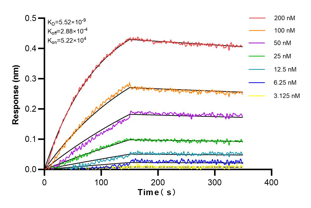 Affinity and Kinetic Characterization of 80793-1-RR