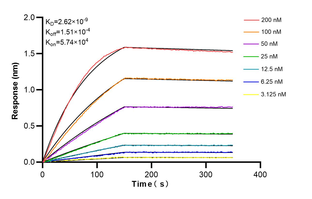 Biolayer interferometry (BLl) kinetic assays of <a class='green' href='/productredirect?CatalogNo=80805-3-RR' target='_blank'>80805-3-RR</a> against Human TGFBI/BIGH3 were performed. The affinity constant is 2.62 nM. Affinity and Kinetic Characterization of 80805-3-RR