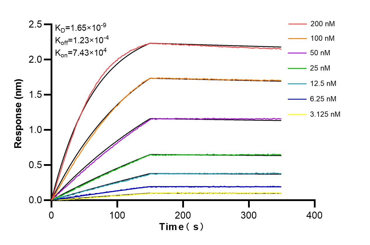 Affinity and Kinetic Characterization of 80805-4-RR