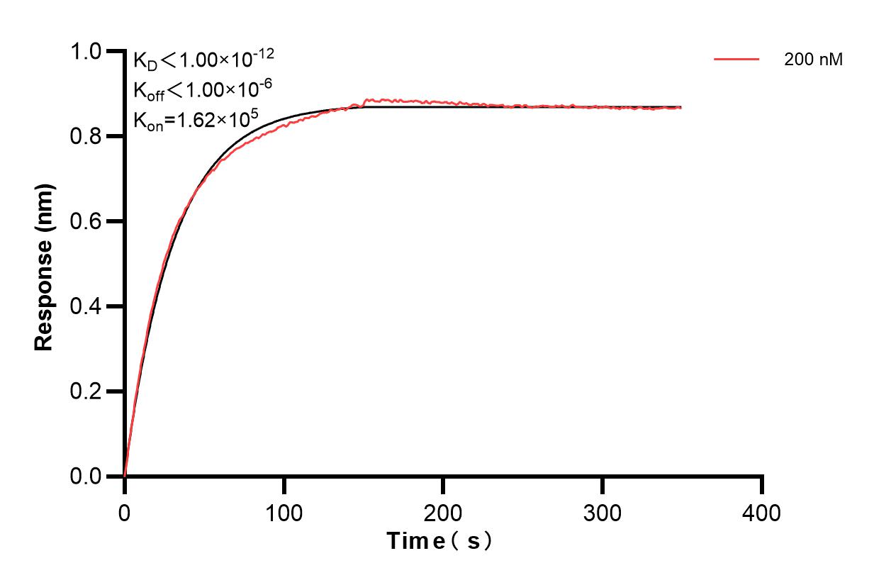 Biolayer interferometry (BLl) kinetic assay of 81042-1-PBS against Human Lamin A/C was performed. The affinity constant is below 1 pM. Affinity of 81042-1-PBS