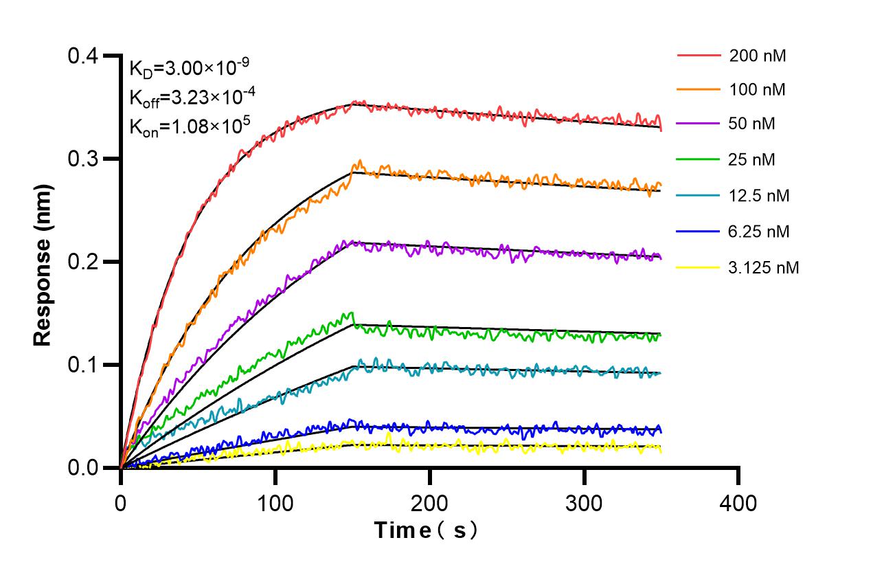 Affinity and Kinetic Characterization of 81078-6-RR