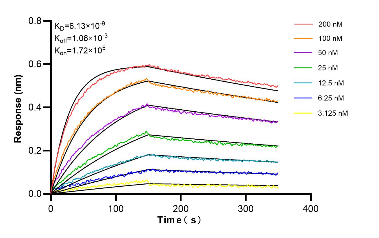 Affinity and Kinetic Characterization of 81137-2-RR Affinity and Kinetic Characterization of 81137-2-RR