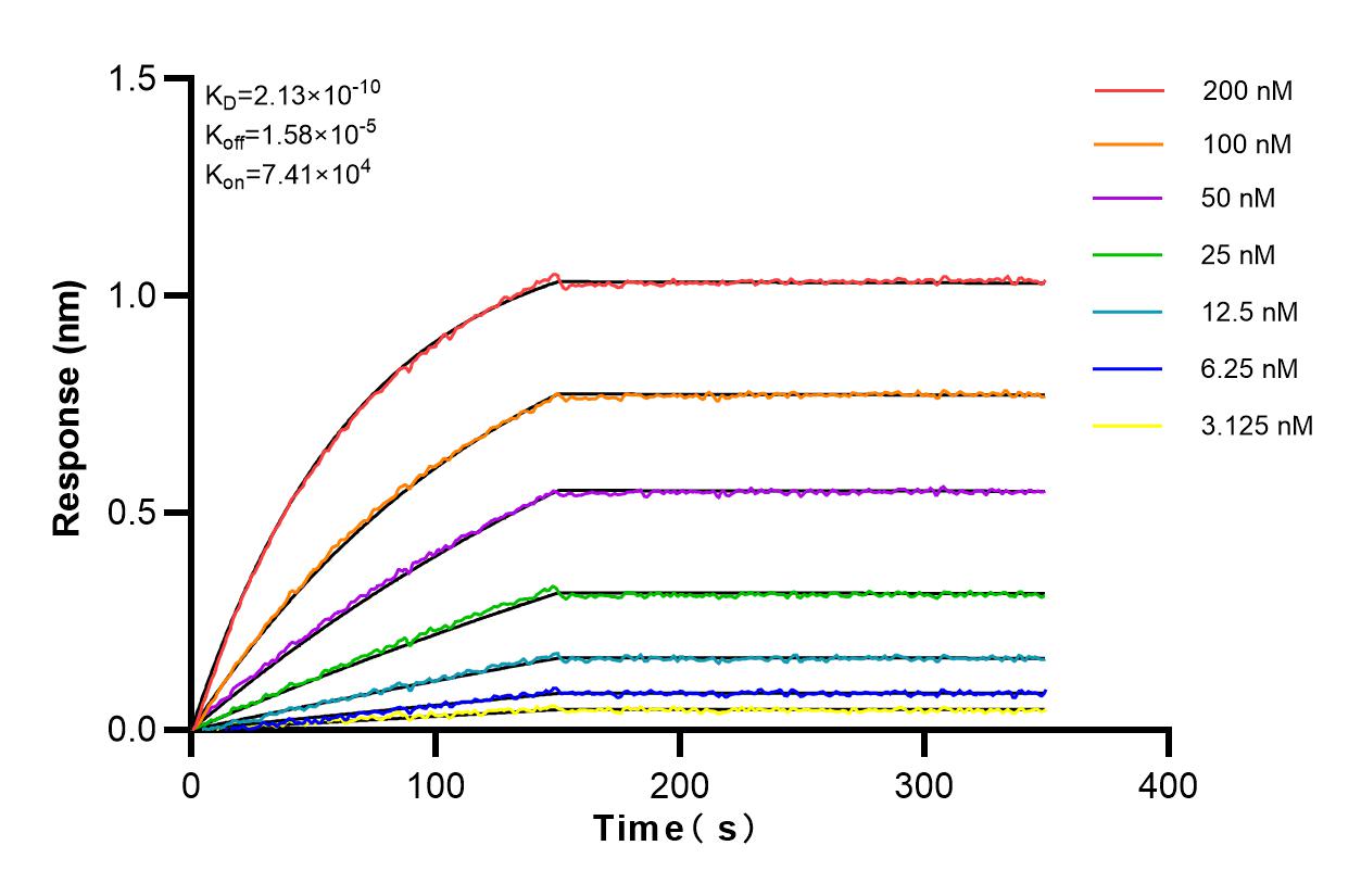 Affinity and Kinetic Characterization of 81211-1-RR