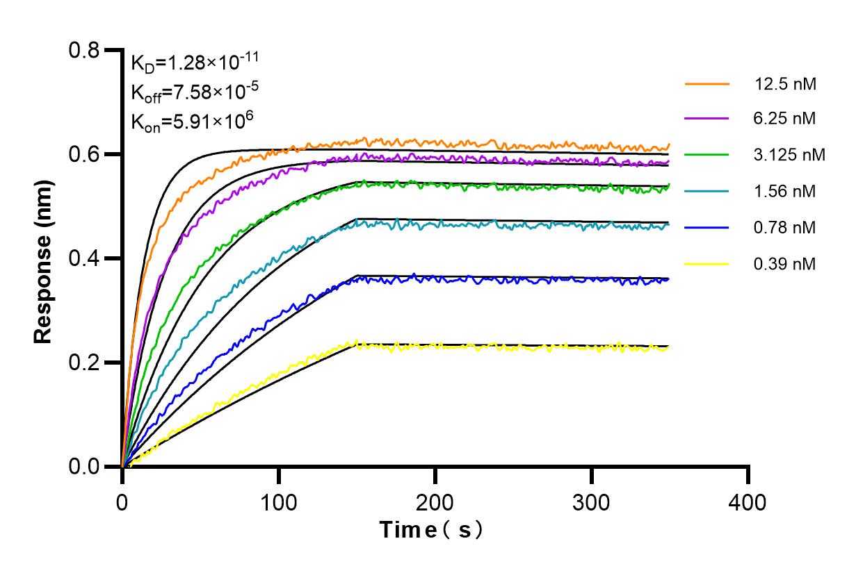 Affinity and Kinetic Characterization of 81468-2-RR Affinity and Kinetic Characterization of 81468-2-RR