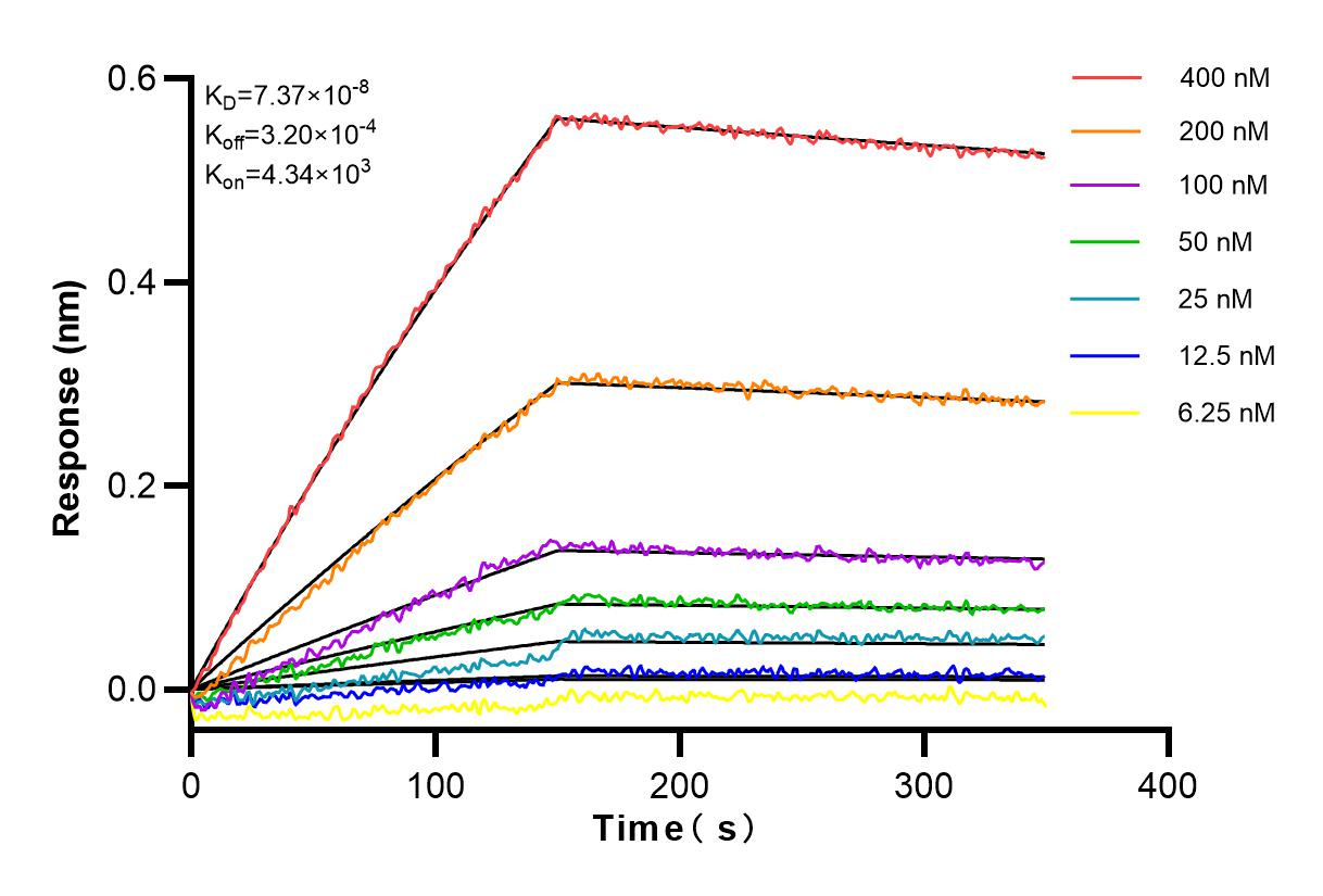GAPDH antibody (81640-5-RR) | Proteintech | 武汉三鹰生物技术有限公司