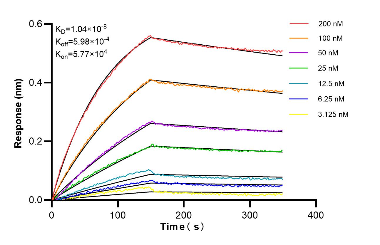 Affinity of 81718-2-RR Affinity of 81718-2-RR