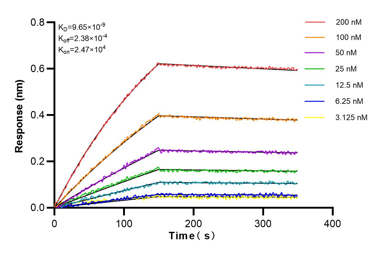 Affinity and Kinetic Characterization of 81746-2-RR