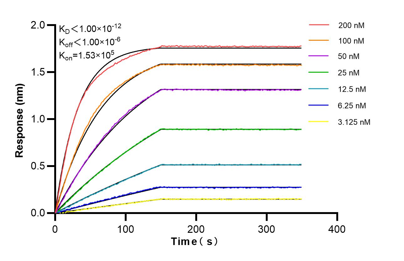 Biolayer interferometry (BLl) kinetic assays of 81746-6-PBS against Human TGFB1 were performed. The affinity constant is below 1 pM. Affinity and Kinetic Characterization of 81746-6-PBS