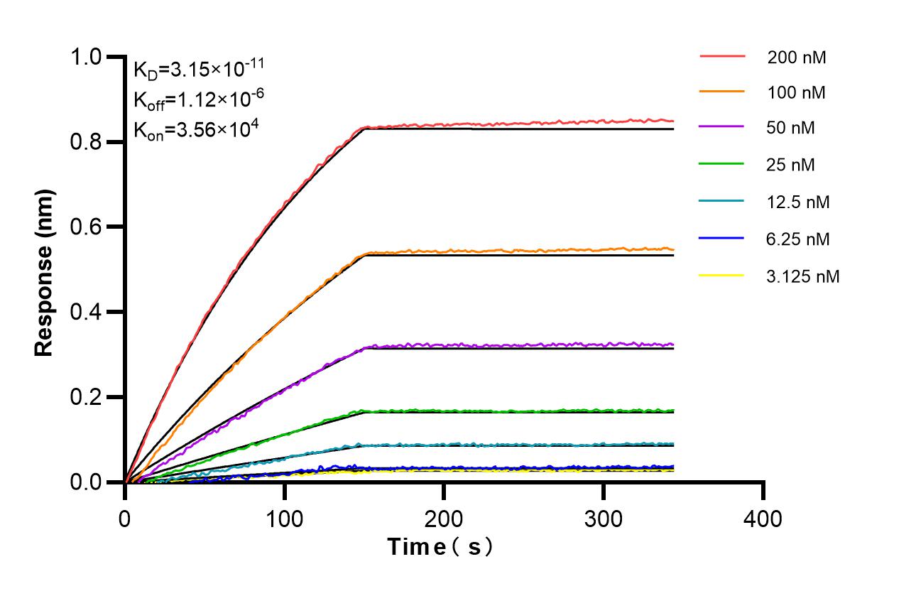 Affinity of 81793-3-RR