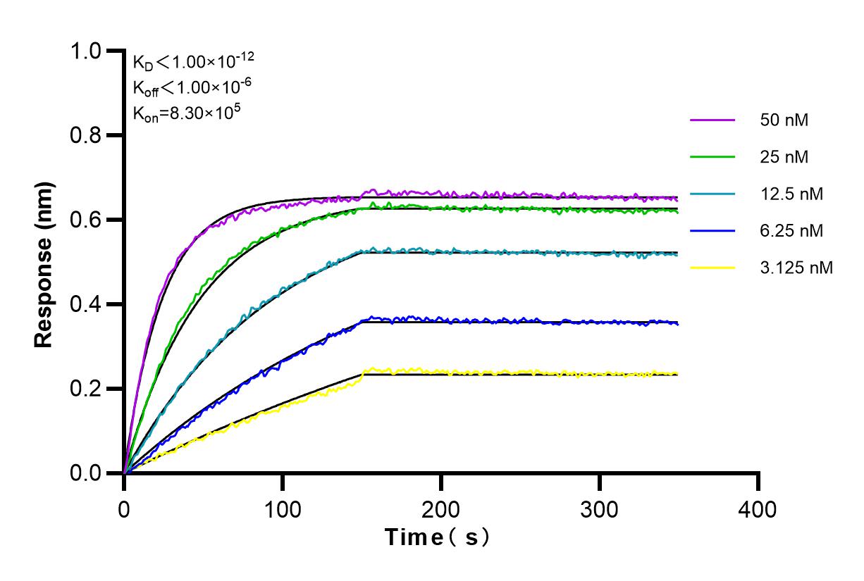 Biolayer interferometry (BLl) kinetic assays of 81822-2-RR against Human CAPRIN1 were performed. The affinity constant is below 1 pM.
Affinity and Kinetic Characterization of 81822-2-RR