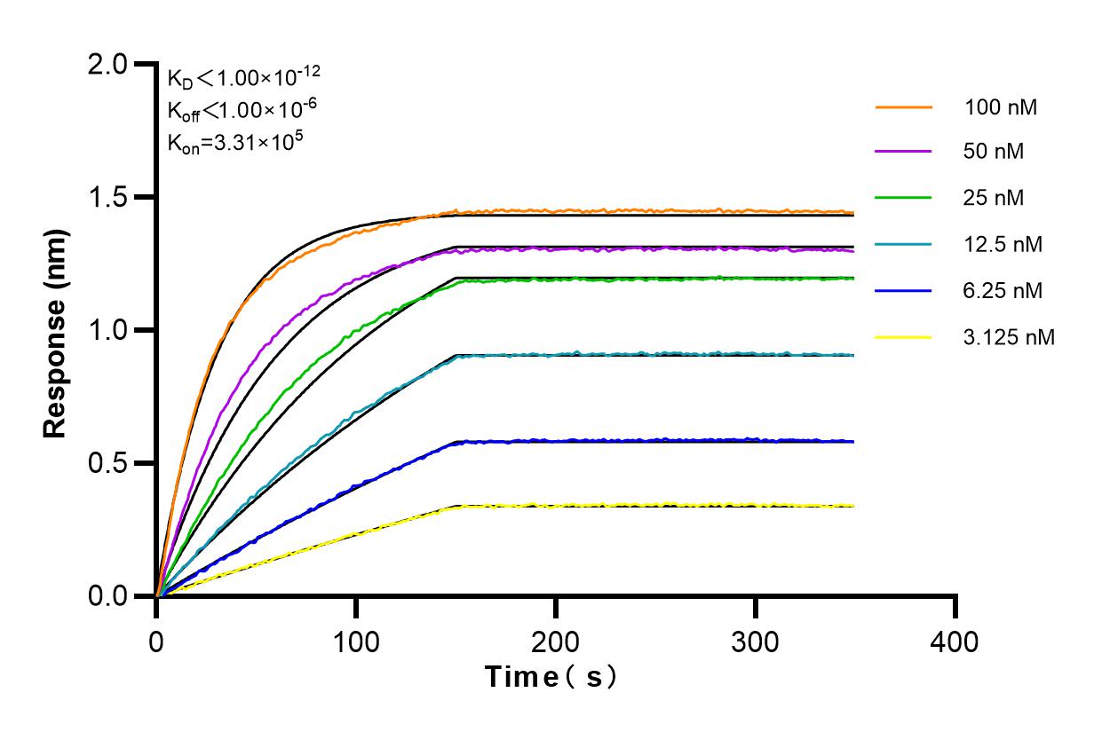 Affinity and Kinetic Characterization of 81833-1-RR