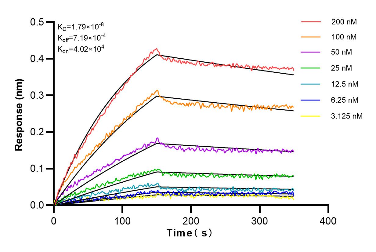 Affinity and Kinetic Characterization of 81837-1-RR