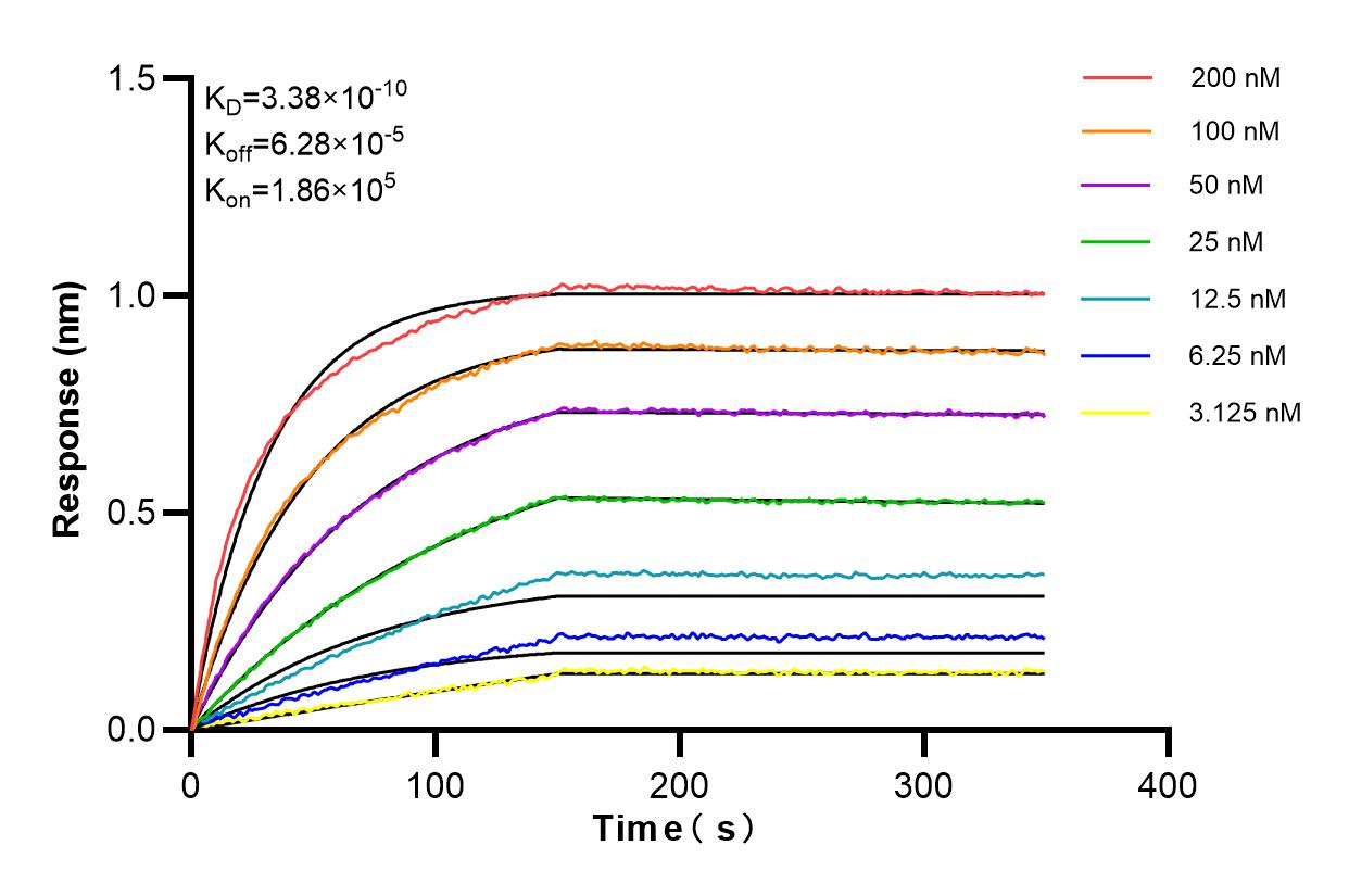 Affinity and Kinetic Characterization of 81910-1-RR