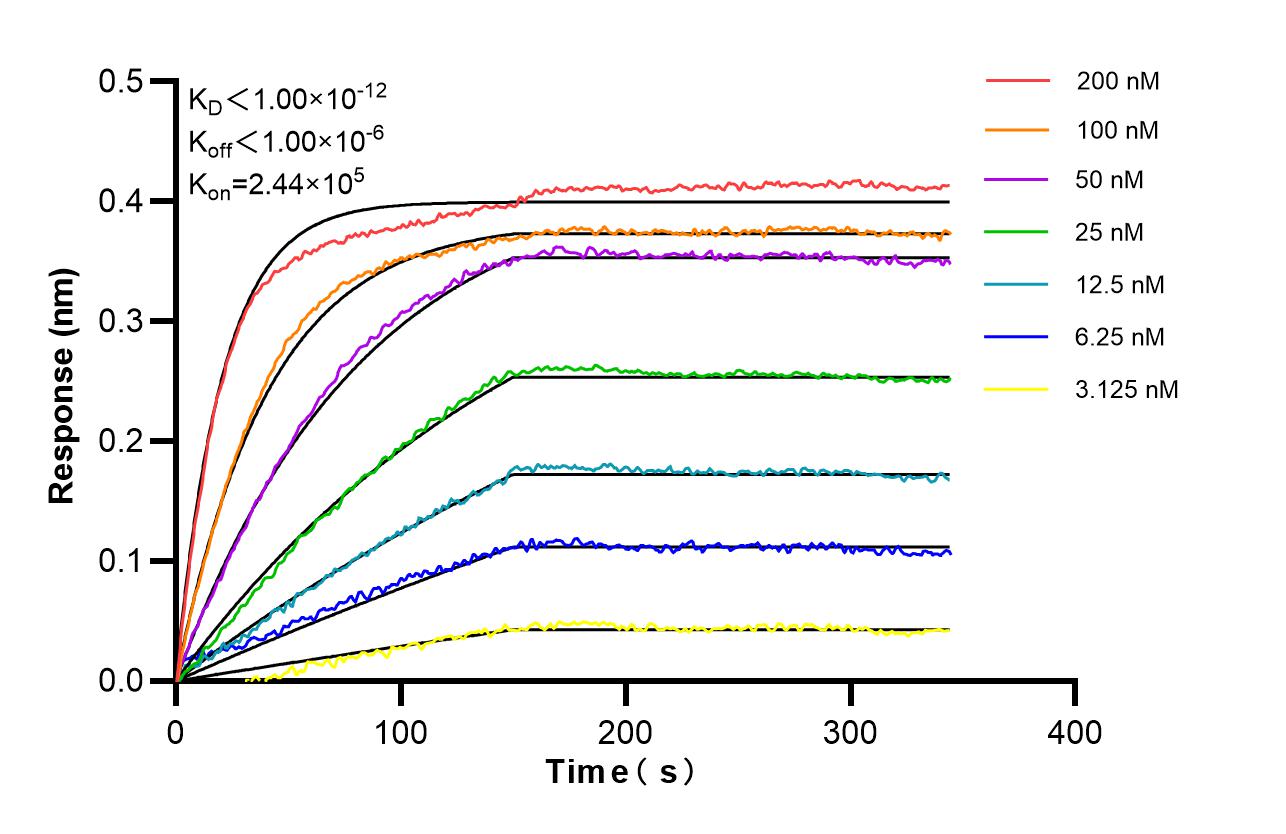Affinity of 81976-3-RR