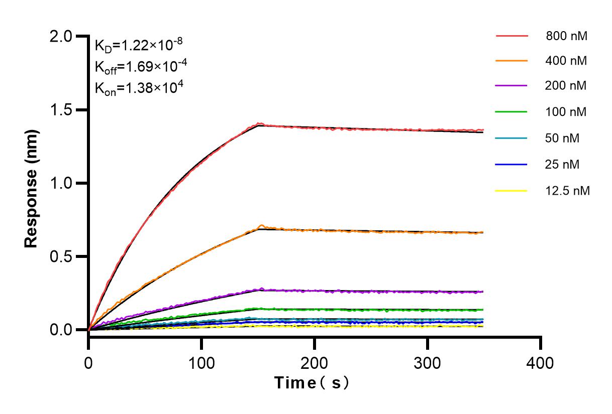 Affinity and Kinetic Characterization of 81984-2-RR