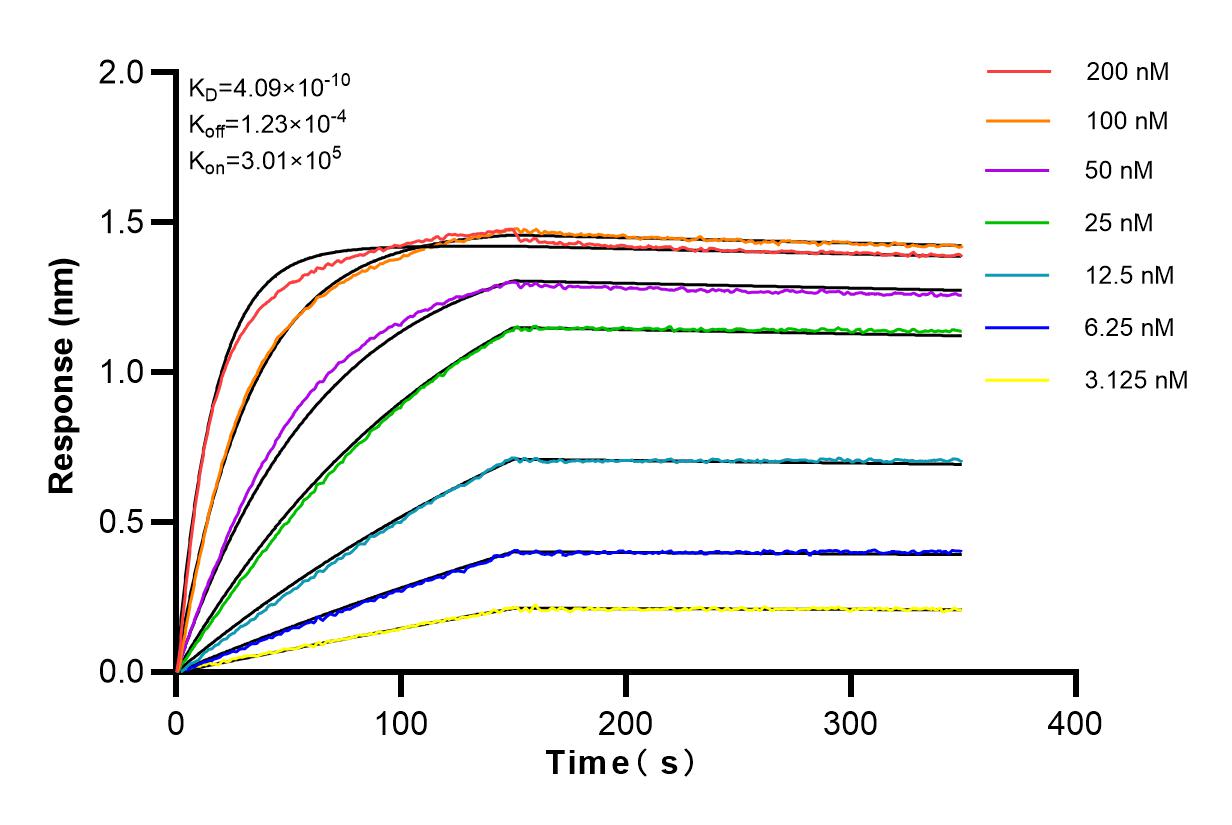 Affinity and Kinetic Characterization of 82030-1-RR