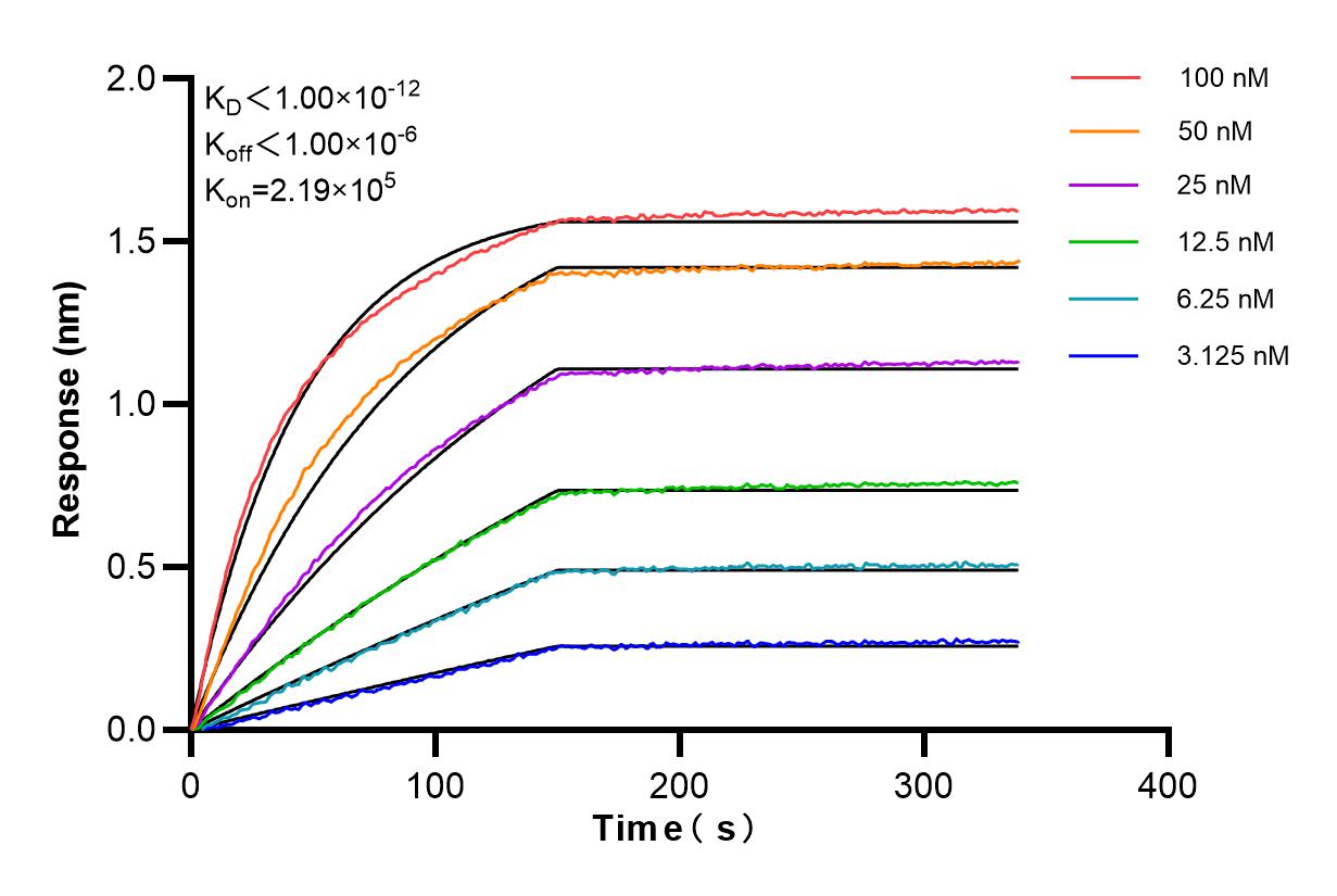 Biolayer interferometry (BLl) kinetic assays of 82137-1-RR against Human DHX15 were performed. The affinity constant is below 1 pM. Affinity and Kinetic Characterization of 82137-1-RR
